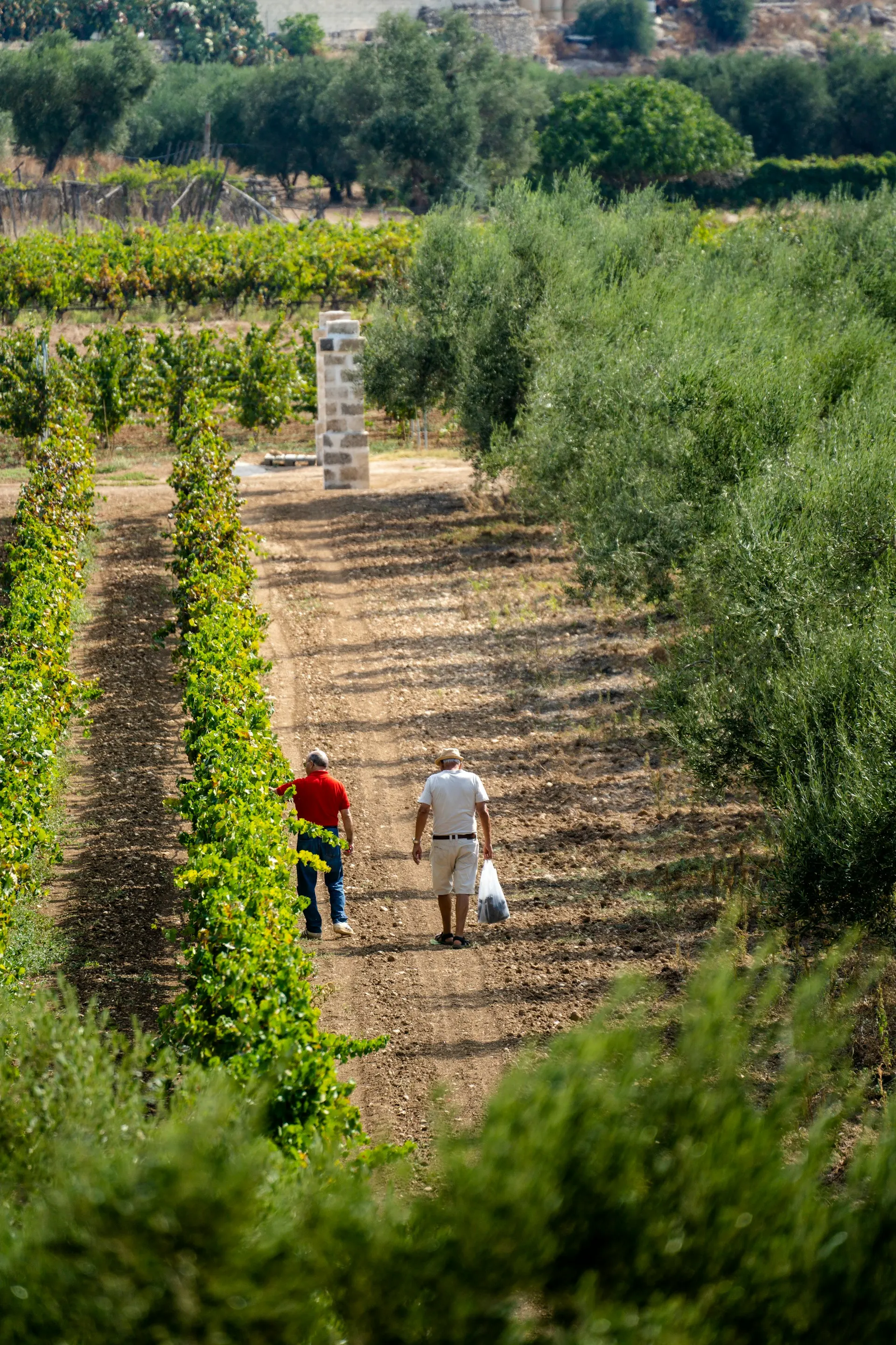 Scorci della Valle d'Itria, Puglia